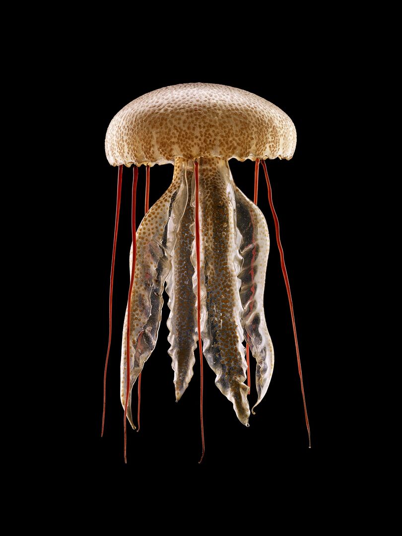 Expositie 'Zeedieren als glazen parels'